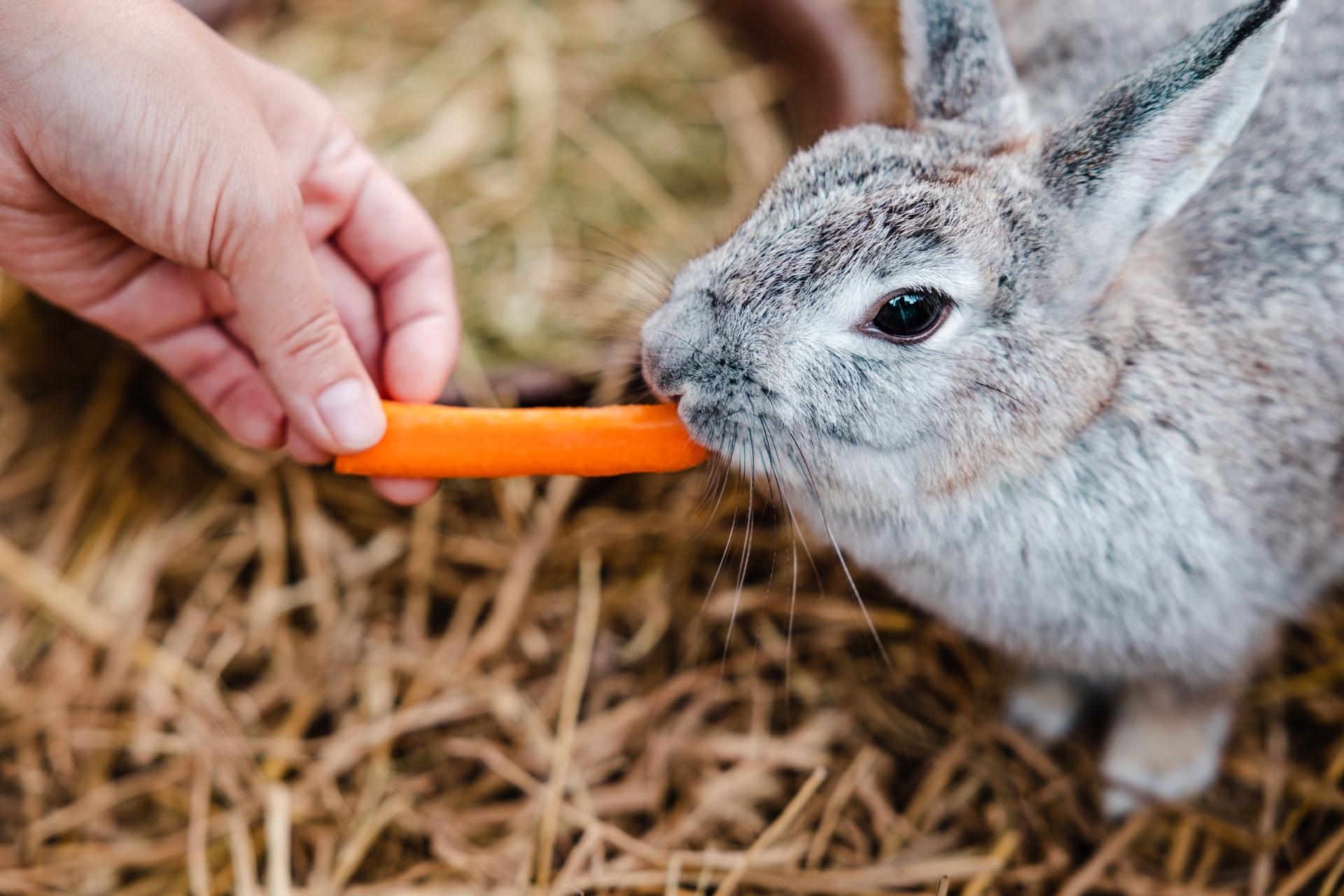 渋川動物公園の画像
